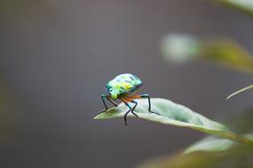 green shiny beetle on a leaf