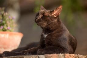 relaxing Black Kitten
