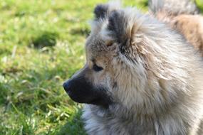 Dog Eurasier Olaf