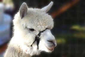 white Alpaca Pako Wool