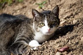 Cat Domestic Animal