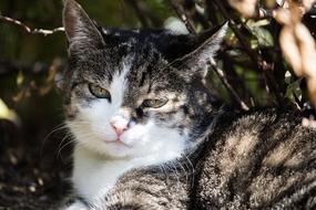 Cat Domestic Animal