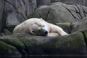 Polar Bear Predator Zoo