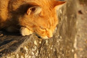 beautiful fluffy cat lies