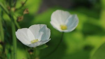 white flowers in the grass