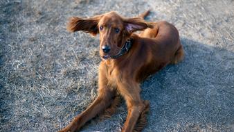 Dog Irish Setter Dogs