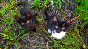little kittens in the grass