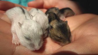 Hamster Pups