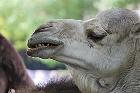 face of a white camel