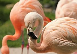 Flamingo Pink