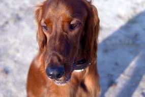 Dog Irish Setter Dogs
