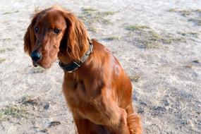 Dog Irish Setter Dogs