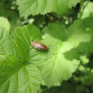 Insect Bug Cockroach