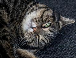 Cat Mammal Animal