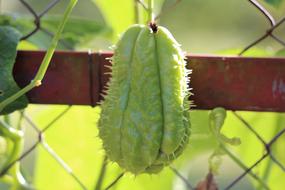 Dangling fruit of the vegetable on the fence