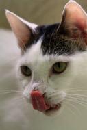 Cat Adoption Foundation
