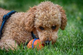 Poodle Dog Pet