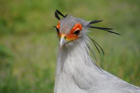 beautiful magnificent bird