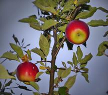 orchard apple tree