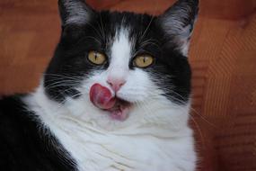 cat face is peeling