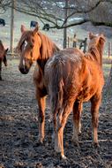 farm brown horses