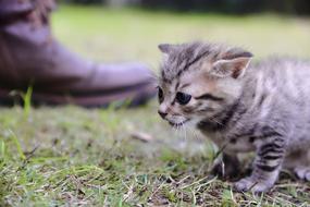 Little Cat in summer garden