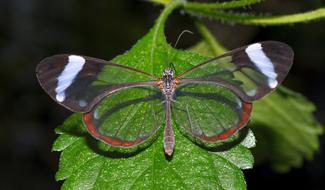 Butterfly Insect Close Up