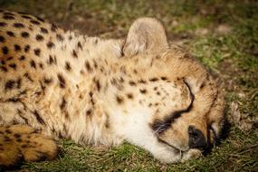 Cheetah Zoo Predator