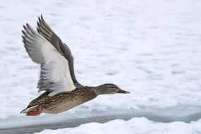 Duck Flying Bird