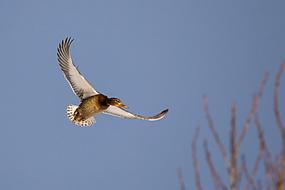 Duck Flying Bird