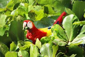 Parrot Red Ara
