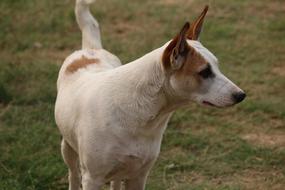 Dog Canine Stare