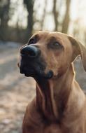 Rhodesian Ridgeback Dog Hunting