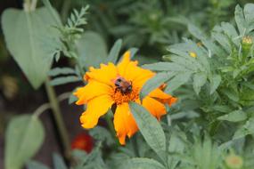 Insect Pollen Rose Of India