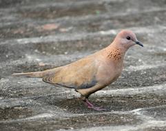 street pigeon on the ground