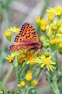 Butterfly Dark-Green-Fritillary