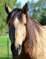 horse face domestic