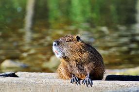 wild Nutria Rodent Water Rat