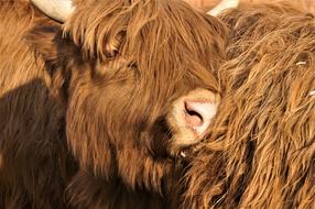 Animal Fur Horns