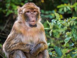 Monkey Barbary Ape Mammal Animal