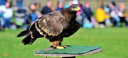 Adler Bird Of Prey Raptor