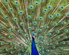 Peacock Bird Feather