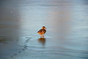 Duck Bird Ice