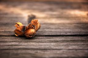 hazelnuts not peeled