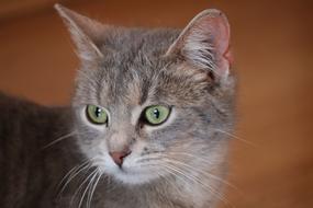 Cat Cute Awesome