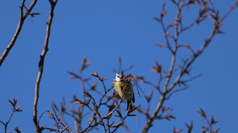 Bird Nature Branch Animal