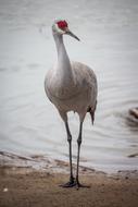 Bird Crane Water