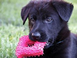 Black German Shepherd Kids Head