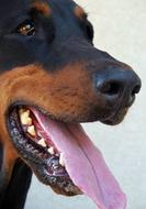 Doberman funny face