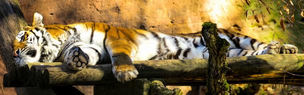 Animal Tiger Big Cat